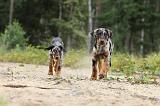 BEAUCERON - PUPPIES 075